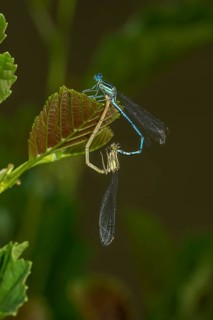 White legged damselfly (Platycnemis pennipes) mating wheel on a leaf