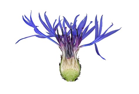 Mountain knapweed (Cyanus montanus)
