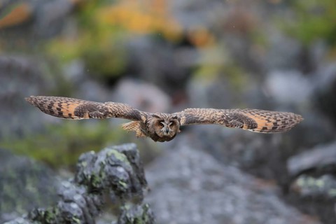Long-eared owl (Asio otus)