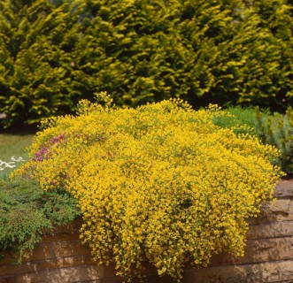Dyer's broom (Genista tinctoria)