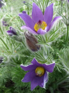 Common pasque flower (Pulsatilla vulgaris) purple