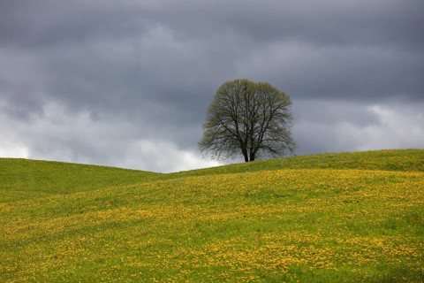Flowering tree and meadow