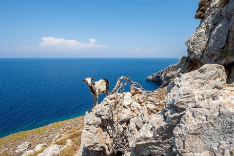 Goat standing on a rock