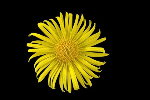 Leopard's Bane (Doronicum orientale)