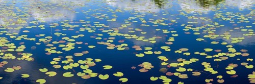 Lily pads in the Rolvennen