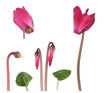 Indoor Alpine violet (Cyclamen persicum Hybride)