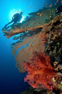 Intact coral reef with fan coral (Anella mollis) and Soft coral (Alcyonacea)