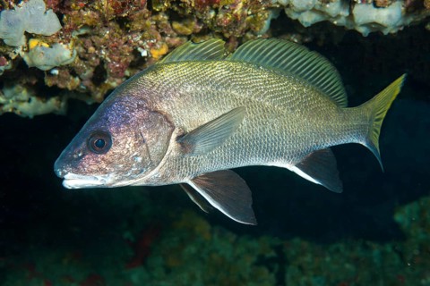 Brown meagre (Sciaena umbra) hiding in cave