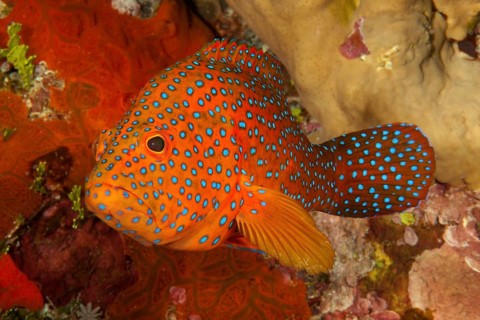 Vermillion seabass (Cephalopholis miniata) in front of colourful reef wall