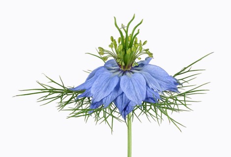Love in a mist (Nigella damascena)