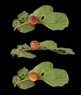 Striped oak gall wasp (Cynips longiventris)
