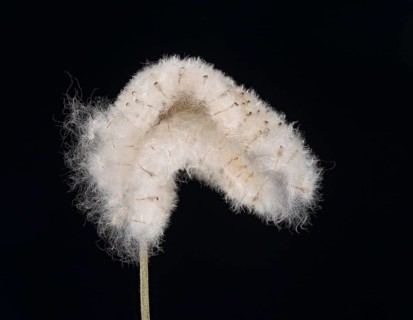 Chinese anemone (Anemone hupehensis)