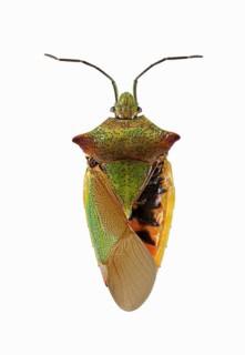 Hawthorn shield bug (Acanthosoma haemorrhoidale)