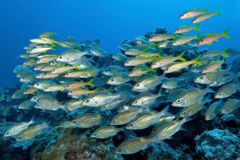 Symbiotic shoal of luminous spotted road sweeper (Gnathodentex aurolineatus) and yellow mullet (Mulloidichthys martinicus)