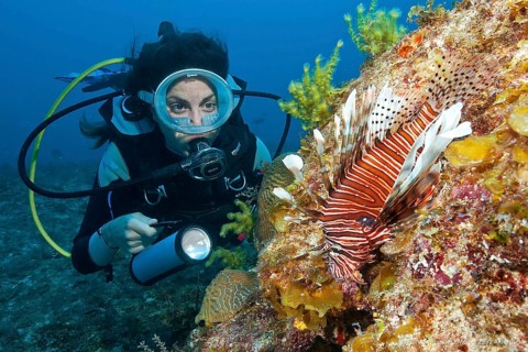 Diver looking at common lionfish (Pterois miles)