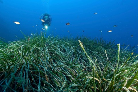 Diver looking at seagrass meadow in the Mediterranean Sea with Neptune Grass (Posidonia oceanica)