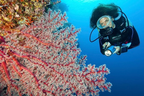 Diver looking at red Menella corall (Menella)