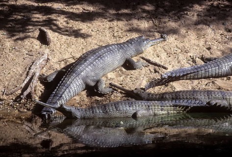 Gharial (Gavialis gangeticus) or Gavial Madras Crocodile Bank
