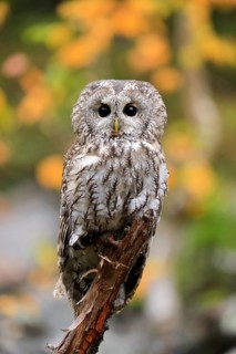 Tawny owl (Strix aluco)