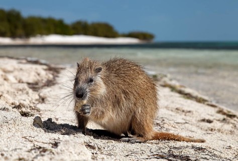 Desmarest's hutia (Capromys pilorides)