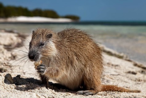 Desmarest's hutia (Capromys pilorides)