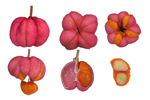 European spindle (Euonymus europaeus)