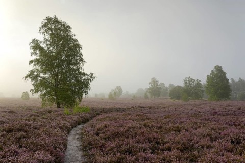 Heathland