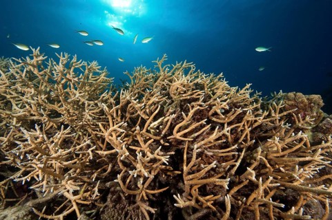 Dense branches of staghorn coral (Acropora cervicornis)