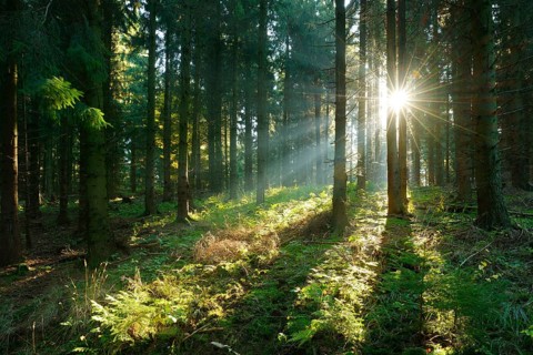 Spruce forest flooded with light