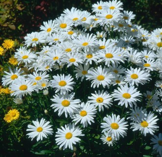 Marguerite (Leucanthemum vulgare)