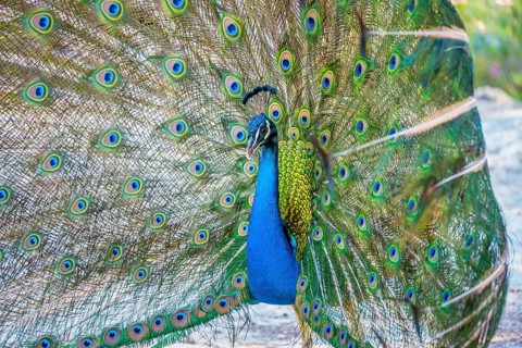 Indian peafowl (Pavo cristatus) beats wheel