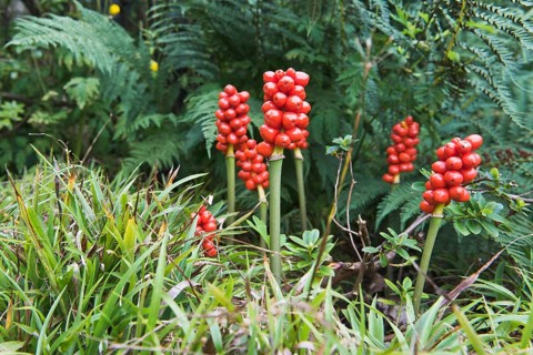 Common arum (Arum maculatum)