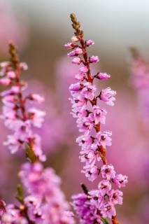 Flowering broom Common Heather (Calluna vulgaris)
