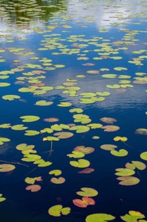 Pond rose leaves