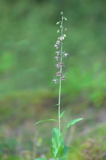 Broad-leaved marshwort