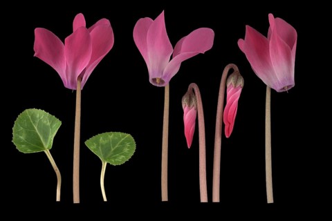 Persian cyclamen (Cyclamen persicum hybrid)