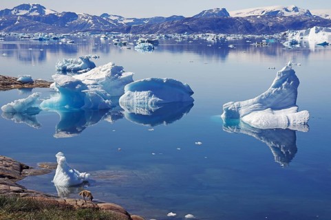 Sledge dog in front of icebergs reflected in the quiet fjord