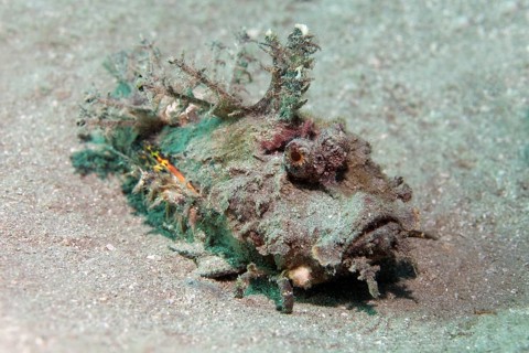 Filament-Finned Stinger (Inimicus filamentosus)