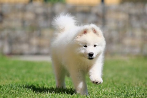 Samoyed Domestic dog (Canis lupus familiaris)