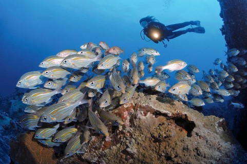 Diver observes shoal of luminous spotted road sweeper (Gnathodentex aurolineatus)