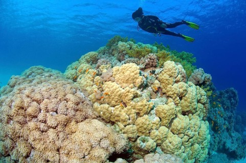 Diver looking at coral block with giant anthelia (Anthelia glauca) on the left