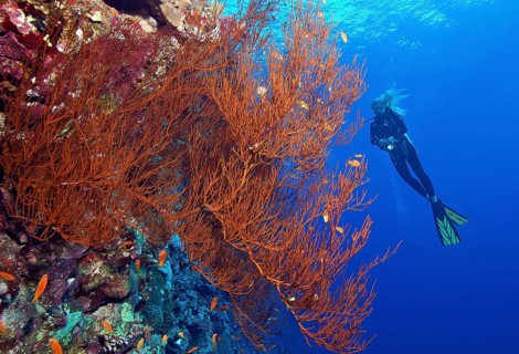 Diver looking at fan coral (Anella mollis) on steep wall of coral reef