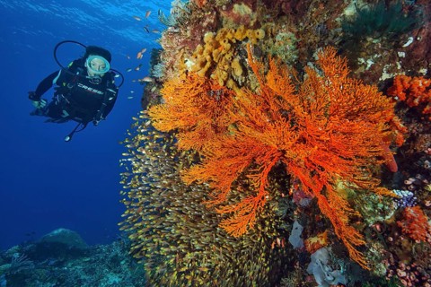 Diver looking at coral reef with Pigmy sweepers (Parapriacanthus ransonneti)