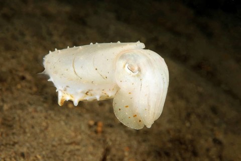 Blunt-thorned Sepia (Sepia bandensis)