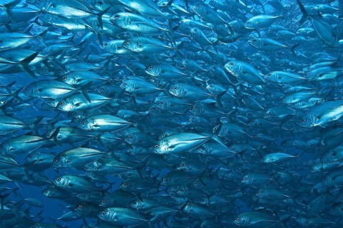 Shoal of Bigeye trevally (Caranx sexfasciatus)