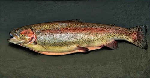 Rainbow trout (Salmo gairdneri) (Syn.: Parasalmo mykiss) farmed as salmon trout (S. irideus)