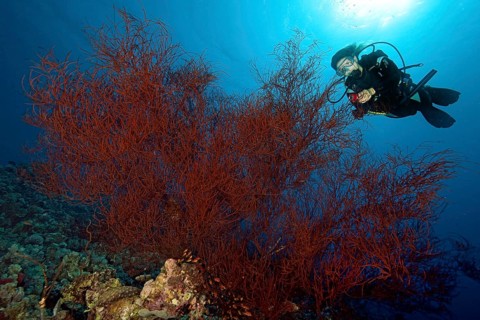 Diver looking at large black Bushy Black Coral (Antipathes Dichotoma)