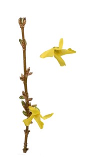 Forsythia (Forsythia x intermedia Zabel)