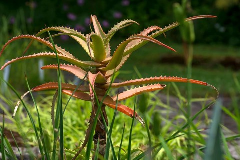 Krantz aloe (Aloe arborescens)