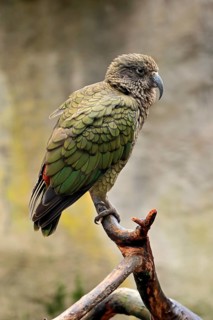 Kea (Nestor notabilis)